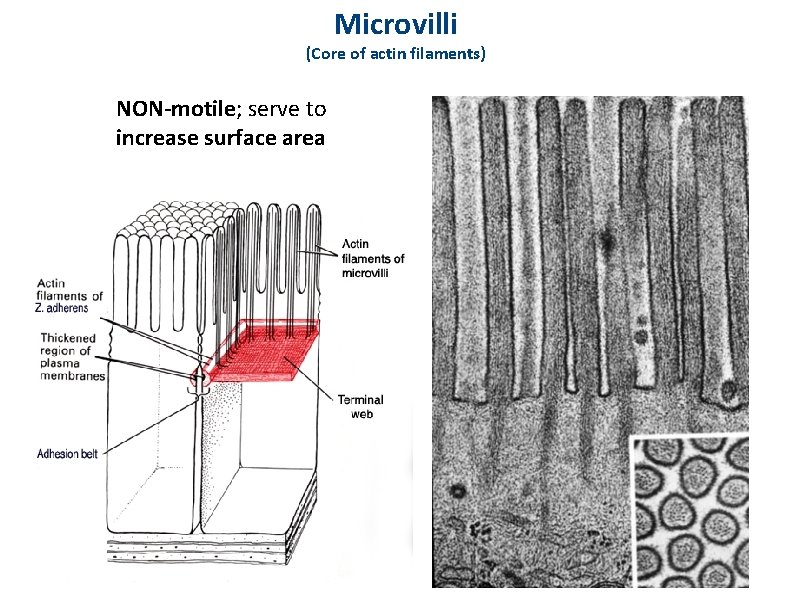 Microvilli (Core of actin filaments) NON-motile; serve to increase surface area 