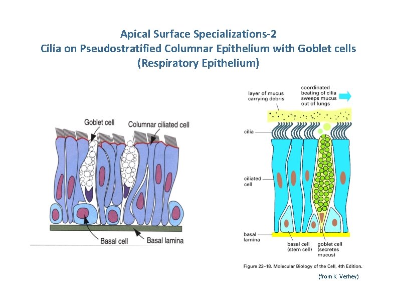 Apical Surface Specializations-2 Cilia on Pseudostratified Columnar Epithelium with Goblet cells (Respiratory Epithelium) (from