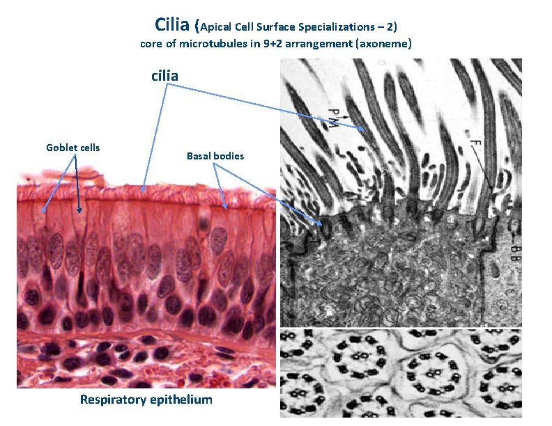Cilia (Apical Cell Surface Specializations – 2) core of microtubules in 9+2 arrangement (axoneme)
