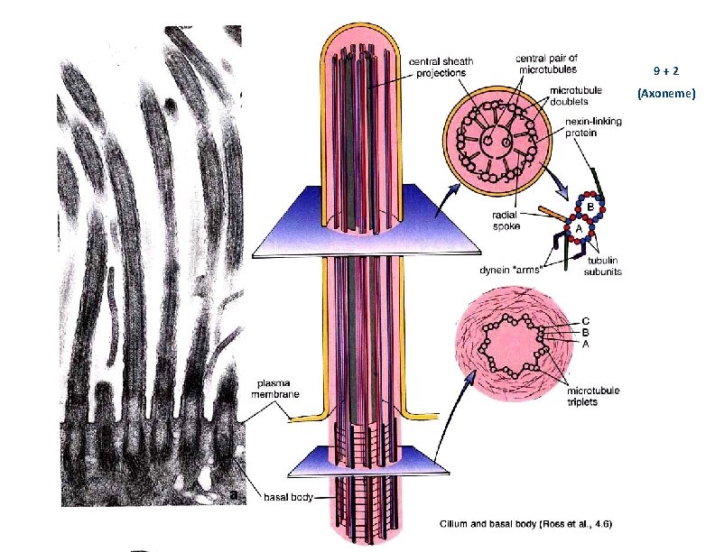 9+2 (Axoneme) 
