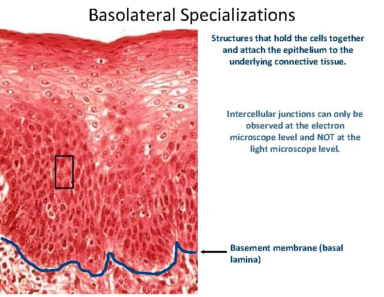 Basolateral Specializations Structures that hold the cells together and attach the epithelium to the