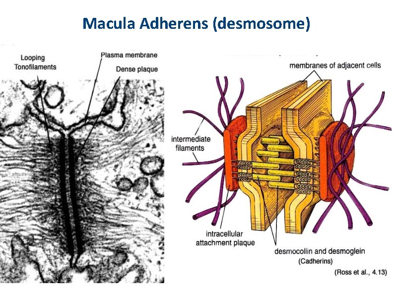 Macula Adherens (desmosome) 