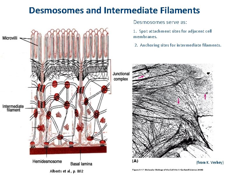 Desmosomes and Intermediate Filaments Desmosomes serve as: 1. Spot attachment sites for adjacent cell