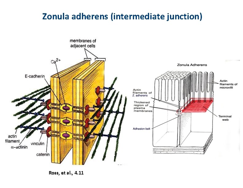 Zonula adherens (intermediate junction) Ross, et al. , 4. 11 