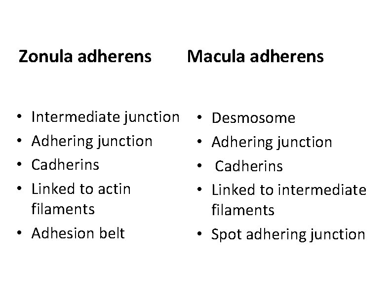 Zonula adherens Intermediate junction Adhering junction Cadherins Linked to actin filaments • Adhesion belt