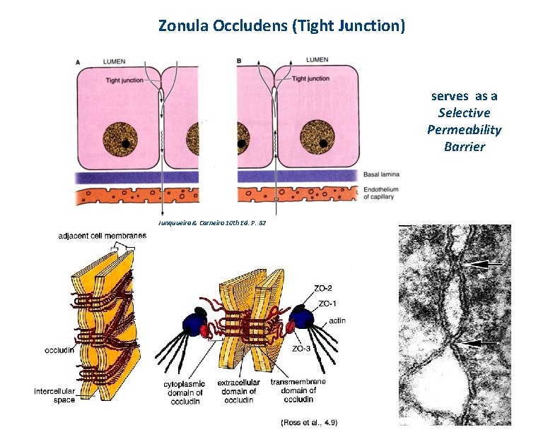 Zonula Occludens (Tight Junction) serves as a Selective Permeability Barrier Junquueira & Carneiro 10