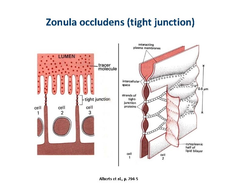 Zonula occludens (tight junction) Alberts et al. , p. 794 -5 