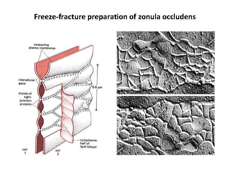 Freeze-fracture preparation of zonula occludens 