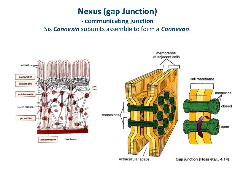 Nexus (gap Junction) - communicating junction Six Connexin subunits assemble to form a Connexon.