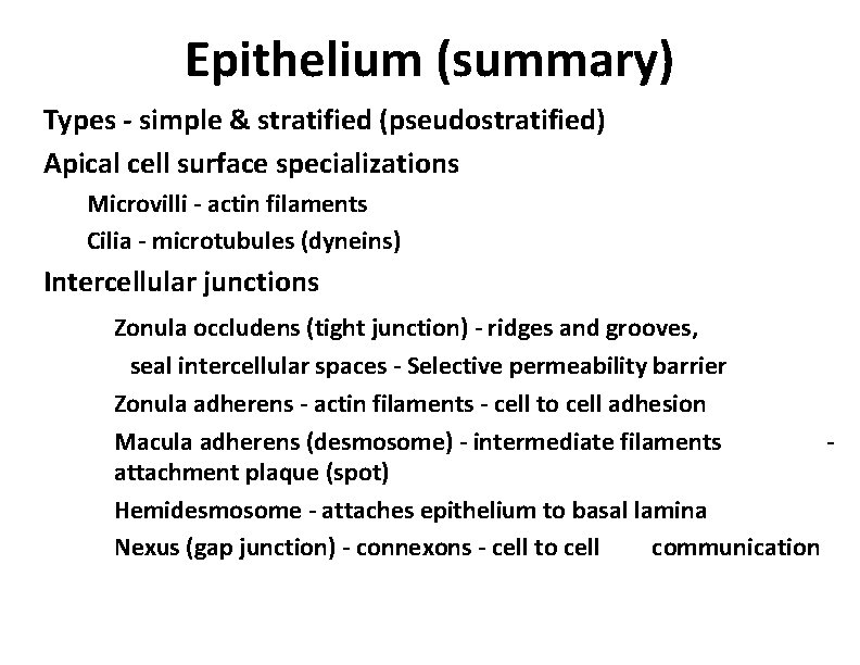 Epithelium (summary) Types - simple & stratified (pseudostratified) Apical cell surface specializations Microvilli -