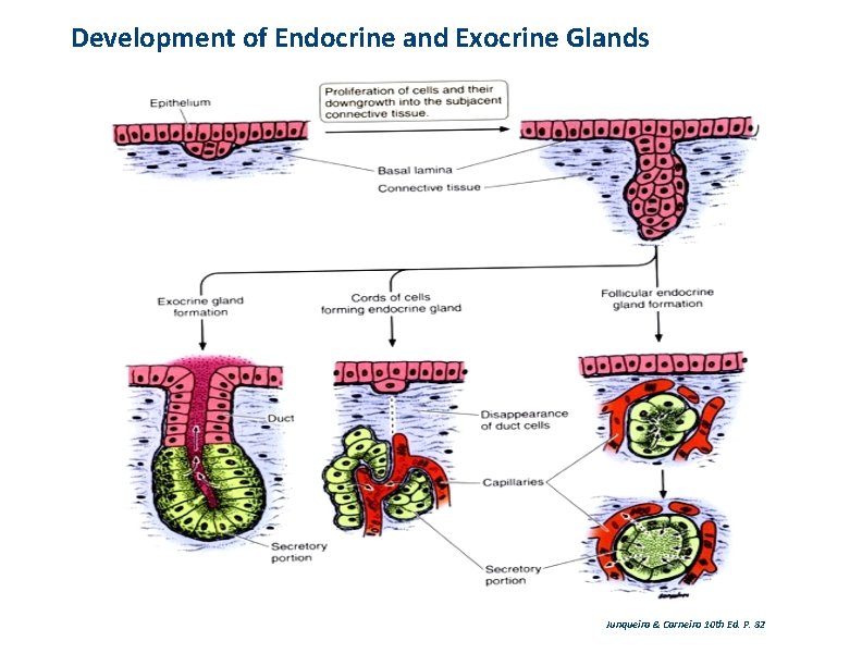 Development of Endocrine and Exocrine Glands Junqueira & Carneiro 10 th Ed. P. 82