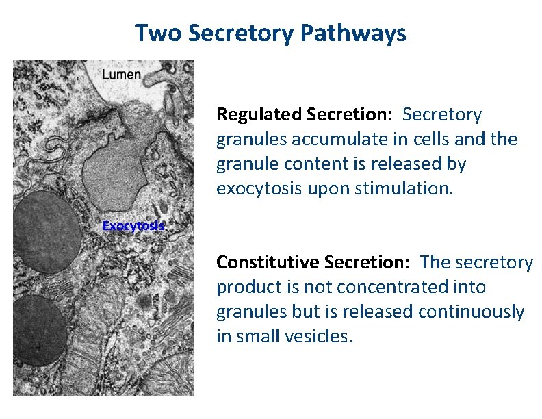 Two Secretory Pathways Regulated Secretion: Secretory granules accumulate in cells and the granule content