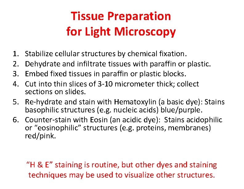 Tissue Preparation for Light Microscopy 1. 2. 3. 4. Stabilize cellular structures by chemical