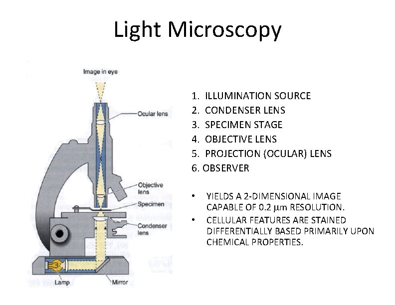 Light Microscopy 1. ILLUMINATION SOURCE 2. CONDENSER LENS 3. SPECIMEN STAGE 4. OBJECTIVE LENS