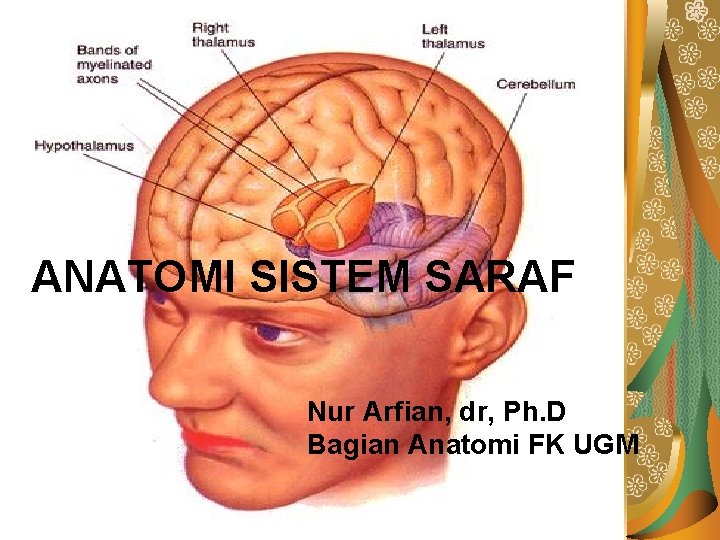 Neurofisiologi ANATOMI SISTEM SARAF Nur Arfian, dr Bagian Anatomi FK UGM Nur Arfian, dr,