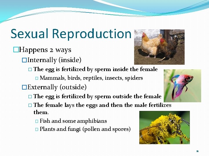 Sexual Reproduction �Happens 2 ways �Internally (inside) � The egg is fertilized by sperm