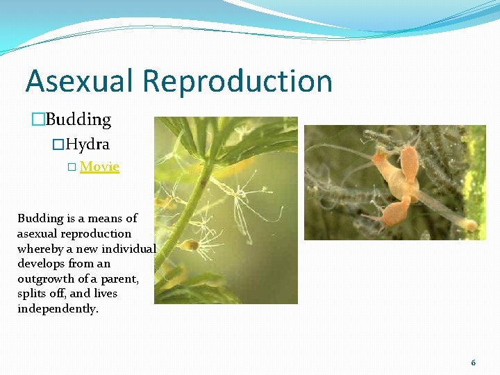 Asexual Reproduction �Budding �Hydra � Movie Budding is a means of asexual reproduction whereby
