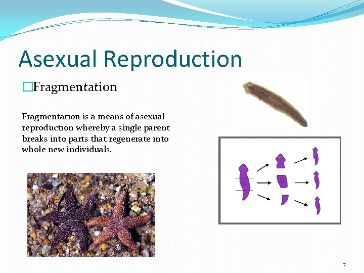 Asexual Reproduction �Fragmentation is a means of asexual reproduction whereby a single parent breaks