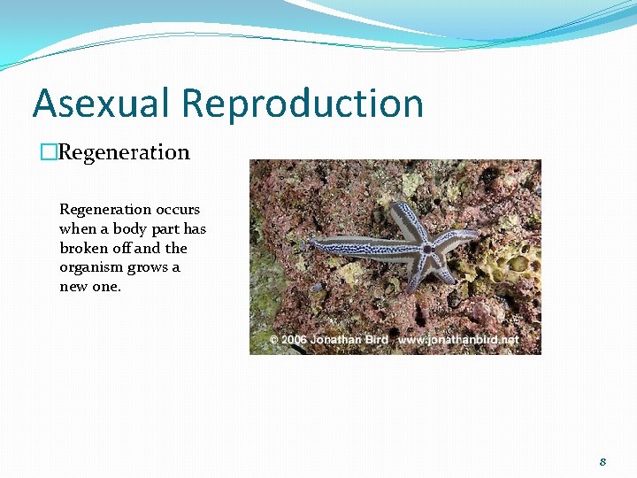 Asexual Reproduction �Regeneration occurs when a body part has broken off and the organism