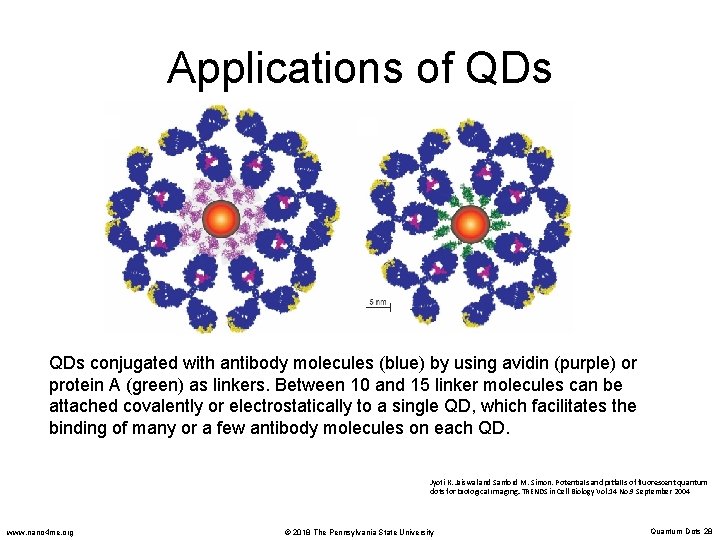 Applications of QDs conjugated with antibody molecules (blue) by using avidin (purple) or protein