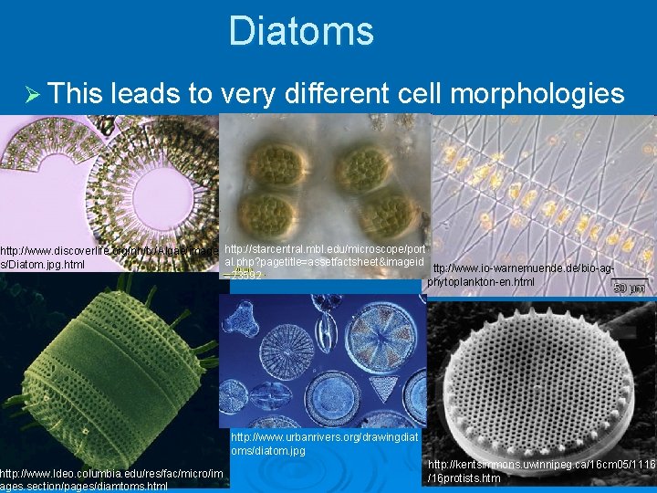 Diatoms Ø This leads to very different cell morphologies http: //www. discoverlife. org/nh/tx/Algae/image http: