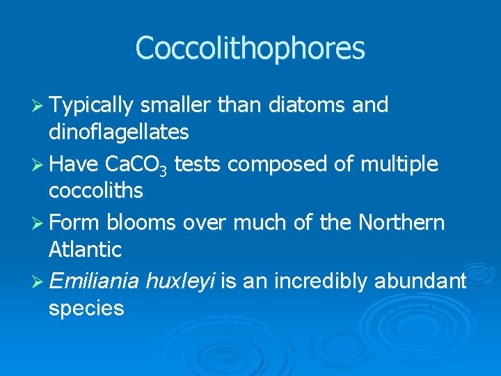 Coccolithophores Ø Typically smaller than diatoms and dinoflagellates Ø Have Ca. CO 3 tests
