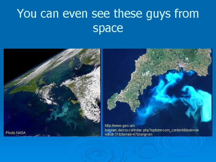 You can even see these guys from space Photo NASA http: //www. geo. unibremen.