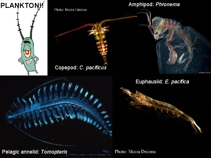 Amphipod: Phronema PLANKTON!! Copepod: C. pacificus Euphausiid: E. pacifica Pelagic annelid: Tomopteris 