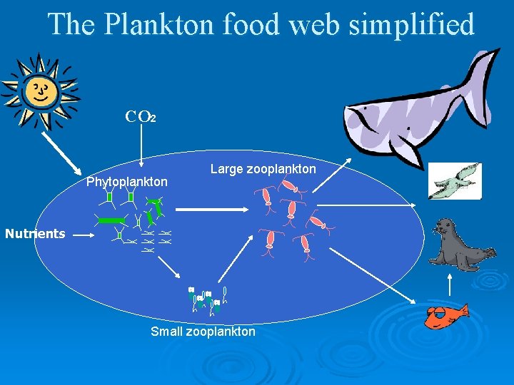 The Plankton food web simplified CO 2 Phytoplankton Large zooplankton Nutrients Small zooplankton 