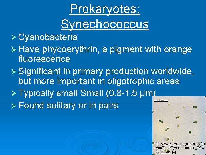 Prokaryotes: Synechococcus Ø Cyanobacteria Ø Have phycoerythrin, a pigment with orange fluorescence Ø Significant