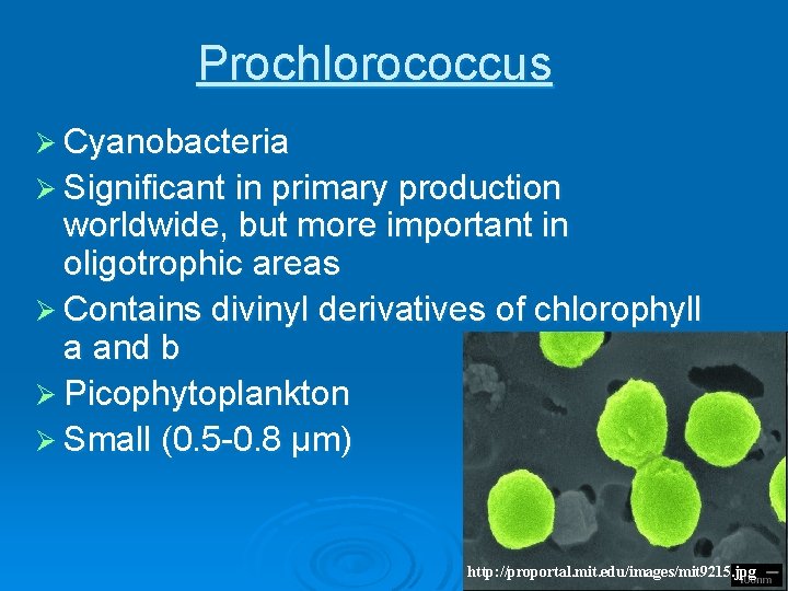 Prochlorococcus Ø Cyanobacteria Ø Significant in primary production worldwide, but more important in oligotrophic