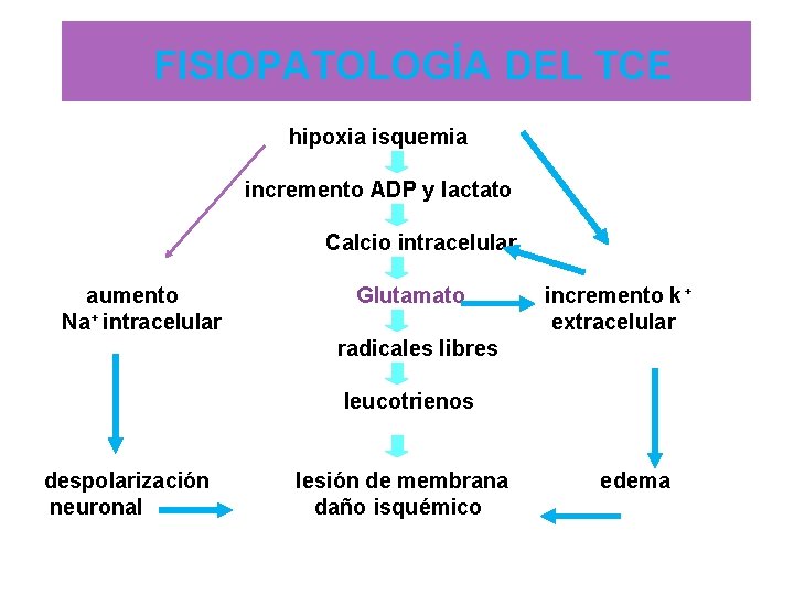  FISIOPATOLOGÍA DEL TCE hipoxia isquemia incremento ADP y lactato Calcio intracelular + aumento