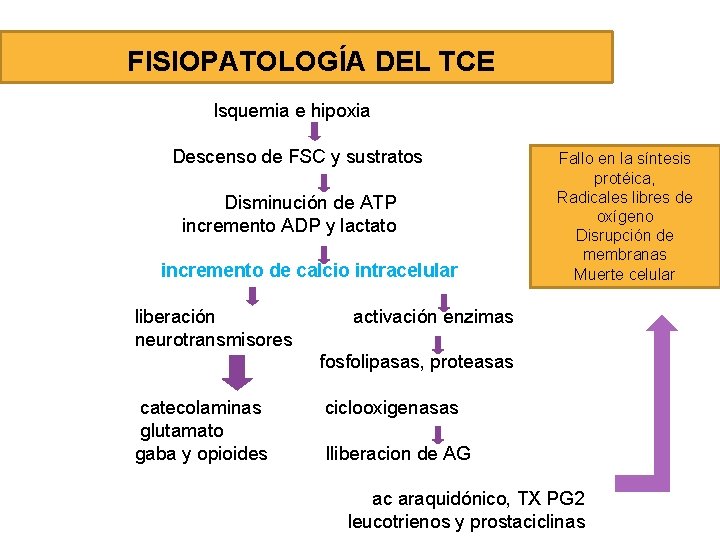  FISIOPATOLOGÍA DEL TCE Isquemia e hipoxia Descenso de FSC y sustratos Disminución de