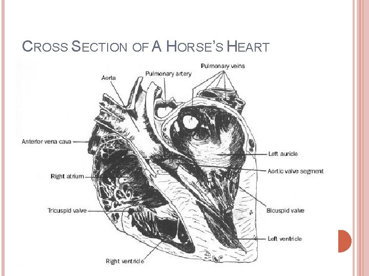 CROSS SECTION OF A HORSE’S HEART 