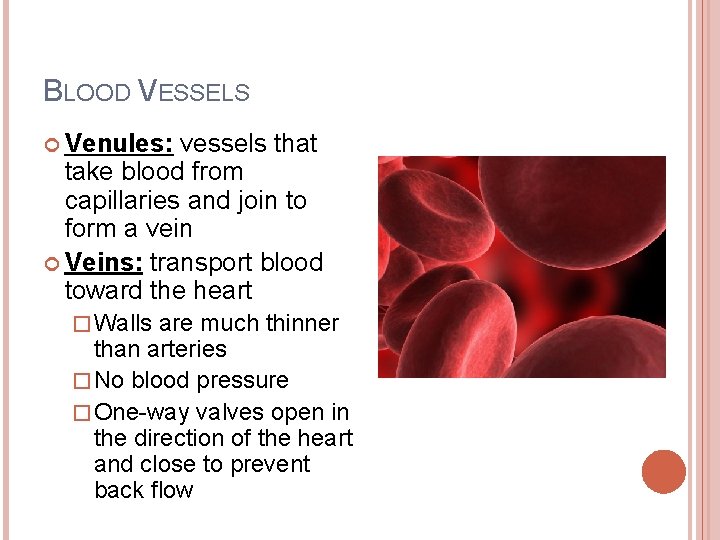 BLOOD VESSELS Venules: vessels that take blood from capillaries and join to form a