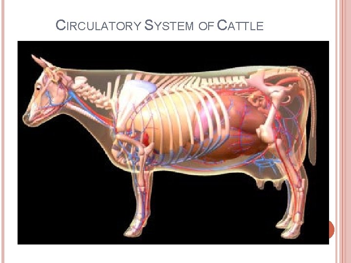 CIRCULATORY SYSTEM OF CATTLE 