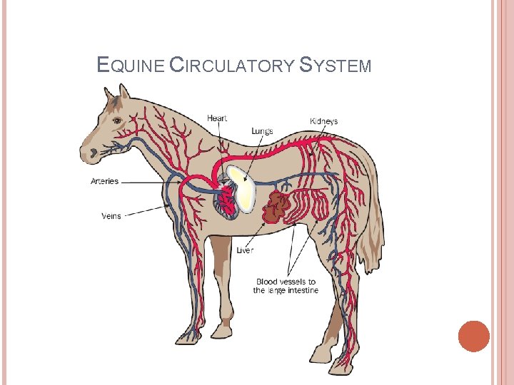 EQUINE CIRCULATORY SYSTEM 