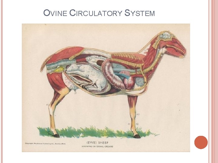 OVINE CIRCULATORY SYSTEM 