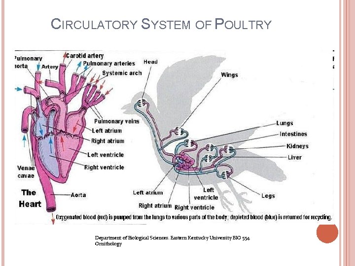 CIRCULATORY SYSTEM OF POULTRY Department of Biological Sciences. Eastern Kentucky University BIO 554 Ornithology