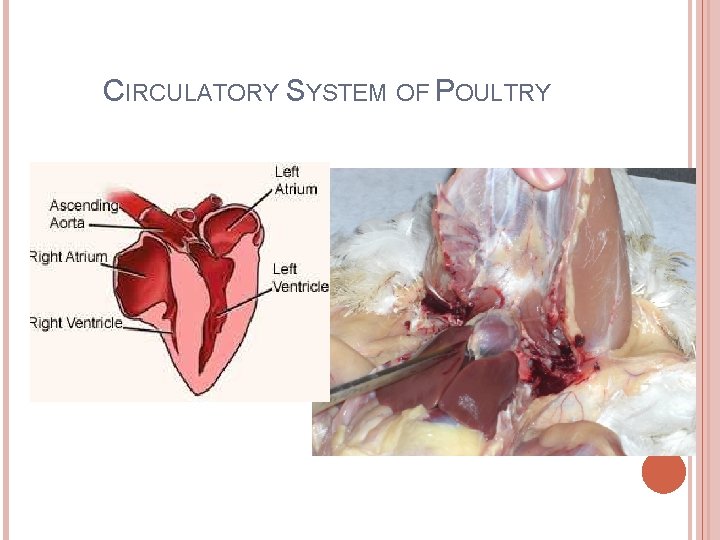 CIRCULATORY SYSTEM OF POULTRY 
