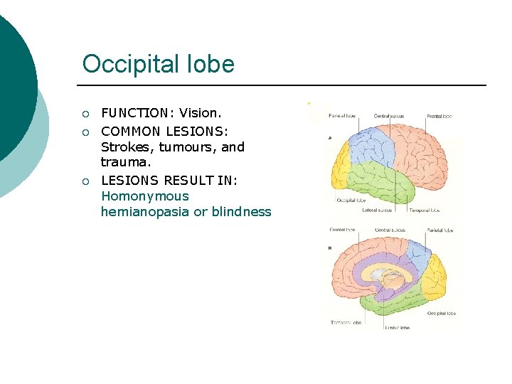 Occipital lobe ¡ ¡ ¡ FUNCTION: Vision. COMMON LESIONS: Strokes, tumours, and trauma. LESIONS