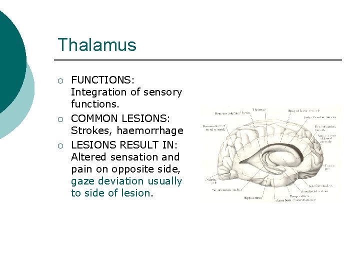 Thalamus ¡ ¡ ¡ FUNCTIONS: Integration of sensory functions. COMMON LESIONS: Strokes, haemorrhage LESIONS