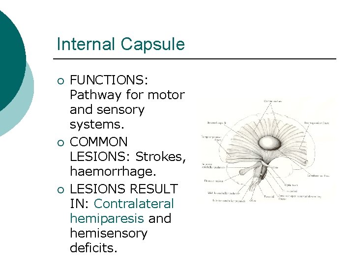 Internal Capsule ¡ ¡ ¡ FUNCTIONS: Pathway for motor and sensory systems. COMMON LESIONS: