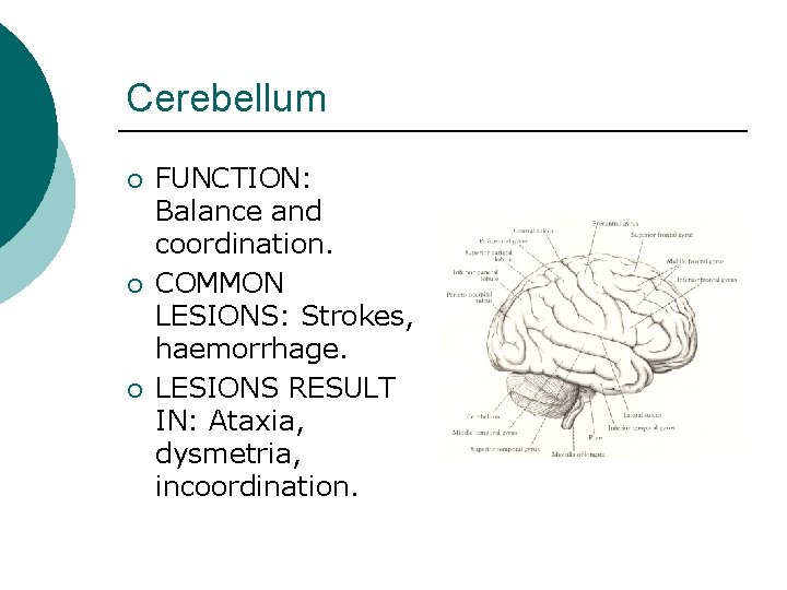 Cerebellum ¡ ¡ ¡ FUNCTION: Balance and coordination. COMMON LESIONS: Strokes, haemorrhage. LESIONS RESULT