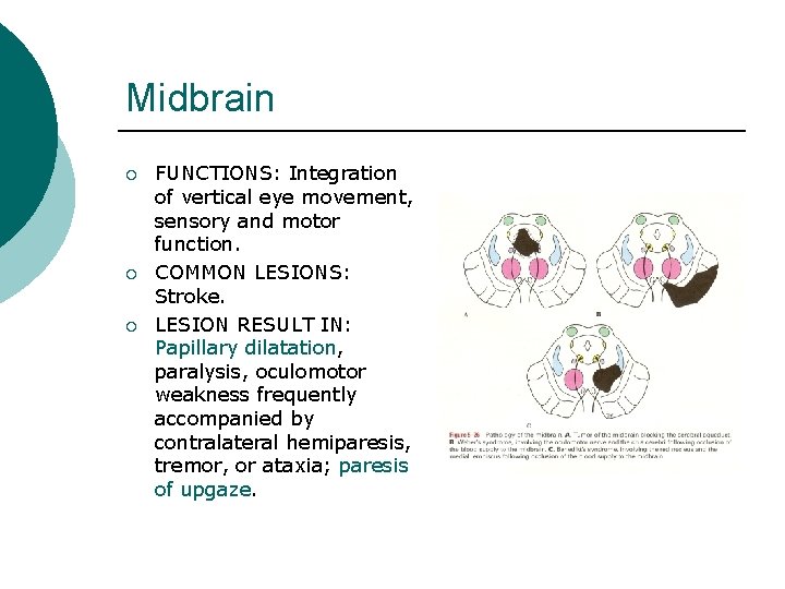 Midbrain ¡ ¡ ¡ FUNCTIONS: Integration of vertical eye movement, sensory and motor function.