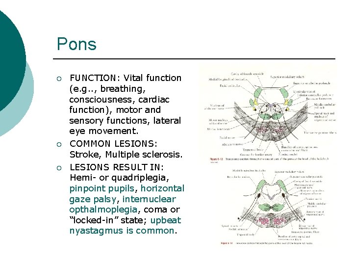 Pons ¡ ¡ ¡ FUNCTION: Vital function (e. g. . , breathing, consciousness, cardiac