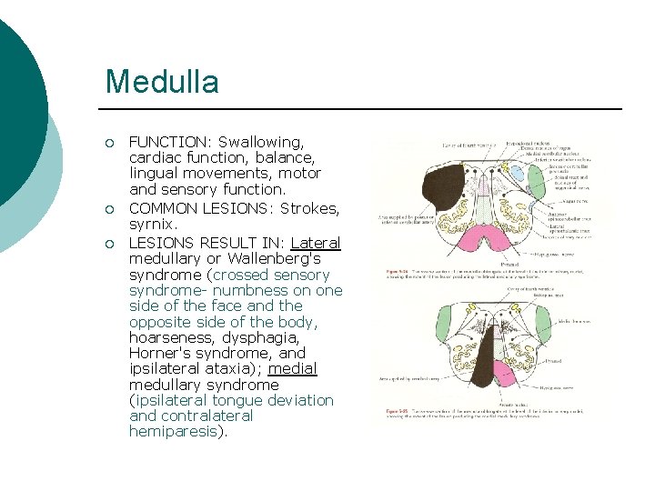 Medulla ¡ ¡ ¡ FUNCTION: Swallowing, cardiac function, balance, lingual movements, motor and sensory