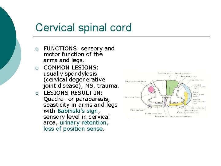 Cervical spinal cord ¡ ¡ ¡ FUNCTIONS: sensory and motor function of the arms