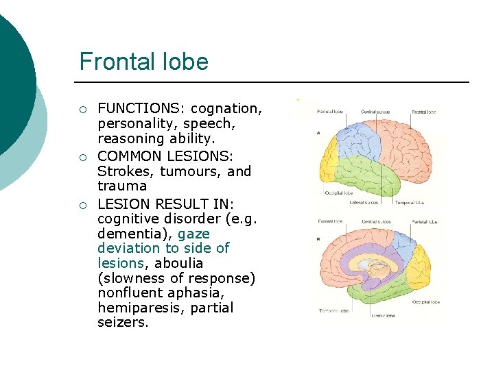 Frontal lobe ¡ ¡ ¡ FUNCTIONS: cognation, personality, speech, reasoning ability. COMMON LESIONS: Strokes,