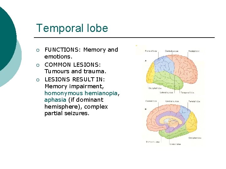 Temporal lobe ¡ ¡ ¡ FUNCTIONS: Memory and emotions. COMMON LESIONS: Tumours and trauma.